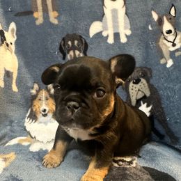 Girl 1 - Black and tan female French Bulldog puppy in Spanaway, Washington from Frog Faced Frenchies