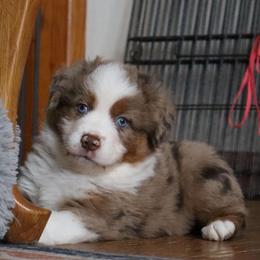 Jingle - Red merle male Miniature Australian Shepherd puppy in Philpot, Kentucky from Miller Hill Mini American Shepherds and Mini Australian Shepherds