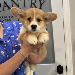 Tiramisu - Red female Pembroke Welsh Corgi puppy in Disputanta, Virginia from Silver Myst Acres