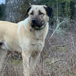 Brody - Anatolian Shepherd Dog