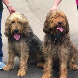 Otterhounds from WrightWay Otterhounds