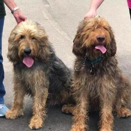 Otterhounds from WrightWay Otterhounds