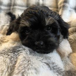 Daisy - Black and white female Havanese puppy in Starr, South Carolina from Home with Havanese