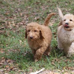 Jack - Apricot male Goldendoodle puppy in Macclenny, Florida from Baker County Goldendoodles