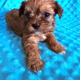 Boy 2 - Black gold and white male Shorkie puppy in Florida from Shih tzus and Shorkies Galore