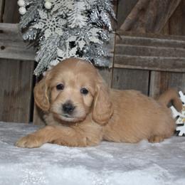 Peaches - Apricot female Goldendoodle puppy in Macedon, New York from Toodles Goldendoodles