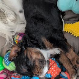 Cavalier King Charles Spaniel Puppies from The Kings Cavaliers