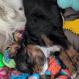 Cavalier King Charles Spaniel Puppies from The Kings Cavaliers