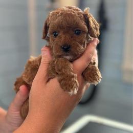 Cove - Red  male Poodle puppy in Wharton, Texas from In the Red Poodles