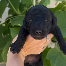 Beth - Black female Goldendoodle puppy in Cocoa, Florida from The Coastal Homestead