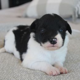 Charlie - Black and white male Border Collie puppy in Hesperus, Colorado from I&A Border Collies