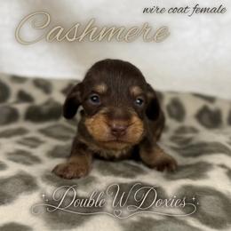 CASHMERE Half Russian Wire PET ONLY - Chocolate and tan female Dachshund puppy in Alto, Texas from Double W Doxies