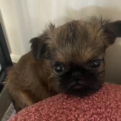 Girl 1 - Belge female Brussels Griffon puppy in Valley Springs, California from Gold Country Griffs