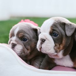 Bulldog and French Bulldog Puppies from Bully Life Farms