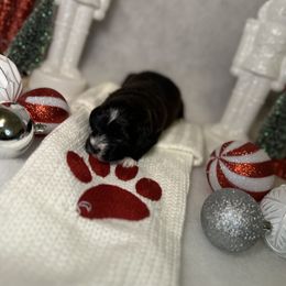 Poodle and Schnoodle Puppies from Bred by Brennen