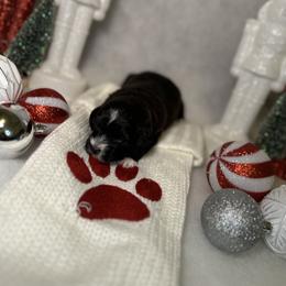 Poodle and Schnoodle Puppies from Bred by Brennen