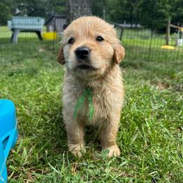 Cedar (Green) - Golden male Golden Retriever puppy in Franklin, West Virginia from Wildmour K9