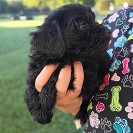 Vader - Black male Schnoodle puppy in Hickory, North Carolina from Selene's Schnauzers