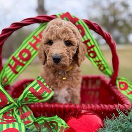 Peppermint Patty - Apricot female Goldendoodle puppy in Willacoochee, Georgia from Kitandkboodle's Doodles