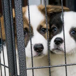 American Corgis and Pembroke Welsh Corgis from Cantu Corgis