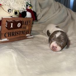 Twix - Piebald male Dachshund puppy in Corona, California from Over The Moon Dachshunds