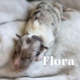 Flora - Sable merle and white female Shetland Sheepdog puppy in Gladbrook, Iowa from T Triple C Shelties