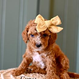 Coral - Red female Cavapoo puppy in Tucson, Arizona from Sun Valley Goldendoodles