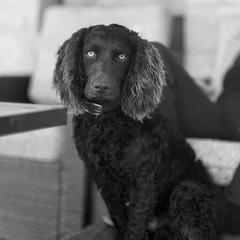 Eli - Boykin Spaniel