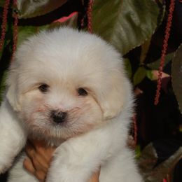 Boy 2 - Coton de Tulear puppy from White Galaxy's Cotons