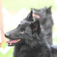 Belgian Sheepdogs from Sarron Belgian Sheepdogs