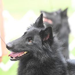 Belgian Sheepdogs from Sarron Belgian Sheepdogs