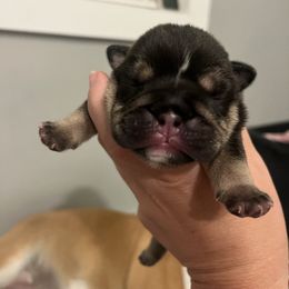 Bear - Black tri-color male Bulldog puppy in Hobe Sound, Florida from Amanda’s Bullies