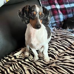 Mesquite - Dachshund