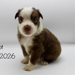 Boy 5 (Dot) - Red tri-color male Australian Shepherd puppy in Brooker, Florida from 🐾 The Great Bambino SunState Aussies!