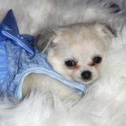 Faith - Cream and white female Chihuahua puppy in Gloucester, Virginia from Charlotte's Web of Chihuahuas