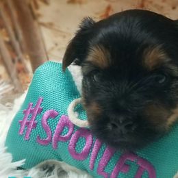Boy 1 - Black and tan Yorkshire Terrier puppy in Palm Bay, Florida from Ms.tee.yorkies.s.florida