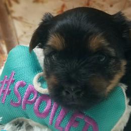 Boy 1 - Black and tan Yorkshire Terrier puppy in Palm Bay, Florida from Ms.tee.yorkies.s.florida