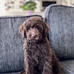 Havasu - Chocolate female Goldendoodle puppy in St George, Utah from Doodle Bears of Southern Utah