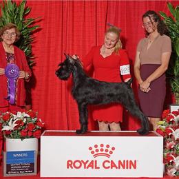 Ego - Black male Giant Schnauzer puppy in Lithia, Florida from Elegy Kennels