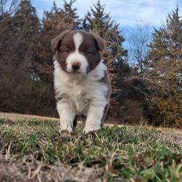 Bree - White and red female Border Collie puppy in Ripley, Oklahoma from Adventure5 Border Collies