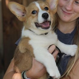 Boy 3 - male Pembroke Welsh Corgi puppy in Fair Grove, Missouri from Cross D Ranch Corgis