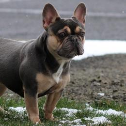 French Bulldogs from M4 Bullies