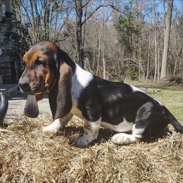 Maximus - Black brown and white male Basset Hound puppy in Newton Grove, North Carolina from MGA Basset Hound