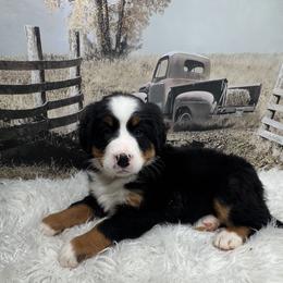 Turquoise - Black rust and white female Bernese Mountain Dog puppy in Harrisburg, North Carolina from Bunn Ranch Goldens & Bernese