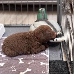 Chesapeake Bay Retriever Puppies from Marshpoint Gun Dogs
