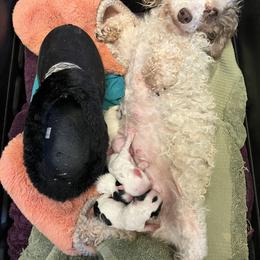 Maltipoo puppies from LUV Poodles and Maltipoos