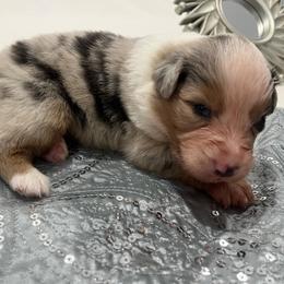 King - Blue merle male Australian Shepherd puppy in Prescott Valley, Arizona from Cu2 Aussies