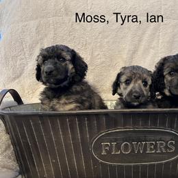 Poodle Puppies from Schrute Farms Standard Poodles