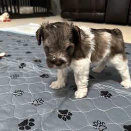 Girl 2 - Parti female Miniature Schnauzer puppy in Sacramento, California from Valdez Mini Schnauzers