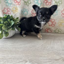 Fettuccine - Black and tan female Chihuahua puppy in Greenup, Kentucky from KB Chihuahuas